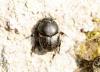 Onthophagus medius
